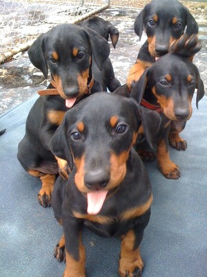 Pradadobes Doberman Puppies Pic 2 - We breed doberman puppies