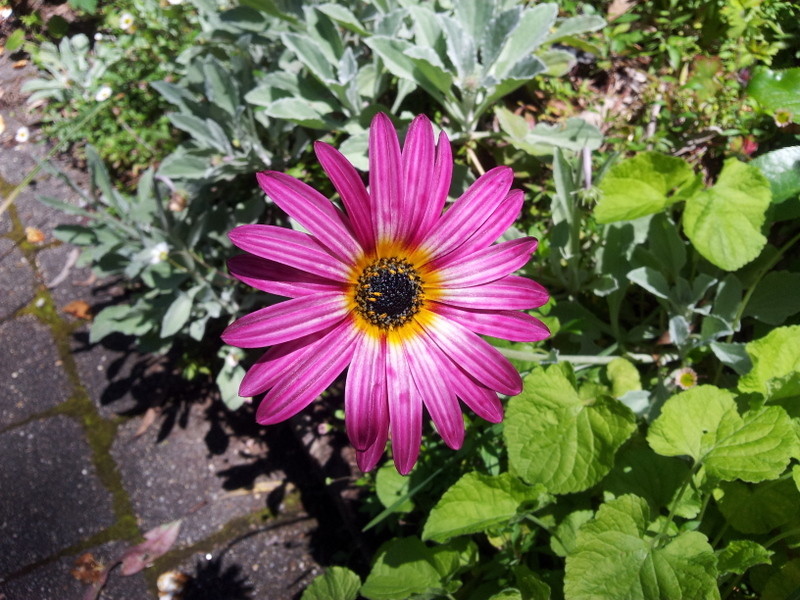 Kiewa Country Cottages Pic 1 - Flower