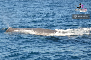 Southern Coast Charters Pic 3 - Whale Watching Port Fairy