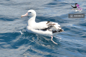 Southern Coast Charters Pic 4 - Wildlife Watching Port Fairy