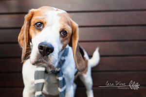 Cara Dione Photography Pic 5 - From one of our PAWtrait sessions