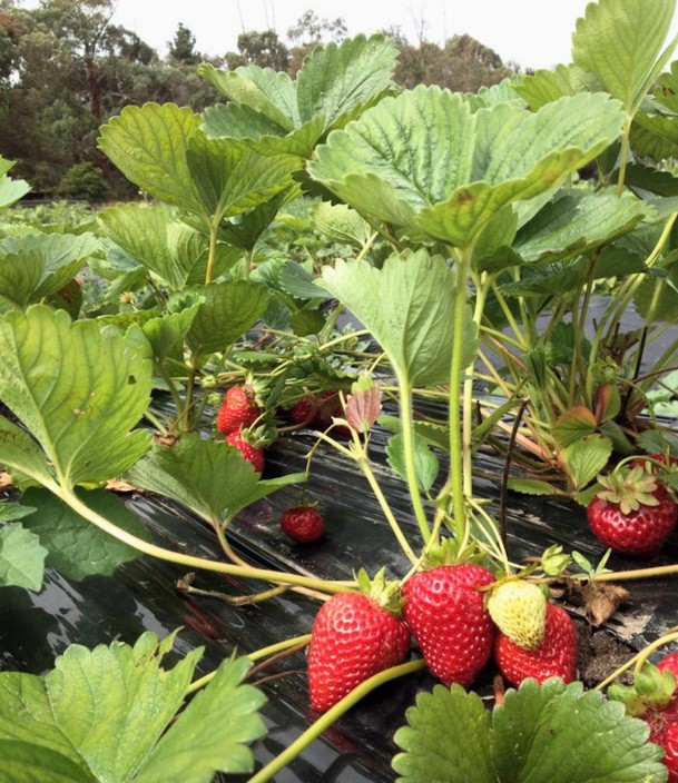 Lomas Orchards Pic 1 - Strawberries available from November to April