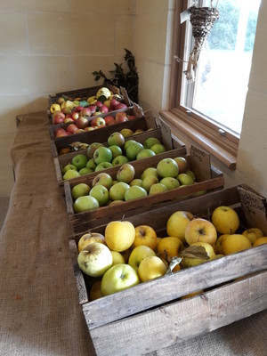 Lomas Orchards Pic 3 - Freshly farm picked apples and pears for sale in our shop