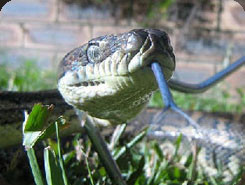 Queensland Snake Relocation Pic 1 - Carpet Python Sherwood