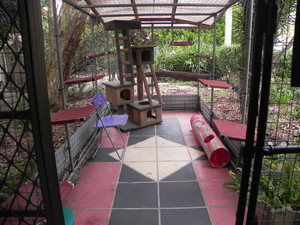 Park Ridge Cat Resort Pic 4 - Play Area