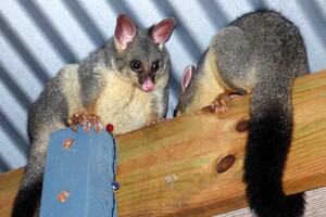 Possum Removal Specialist Perth Pic 2