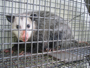 Possum Removal Specialist Perth Pic 3