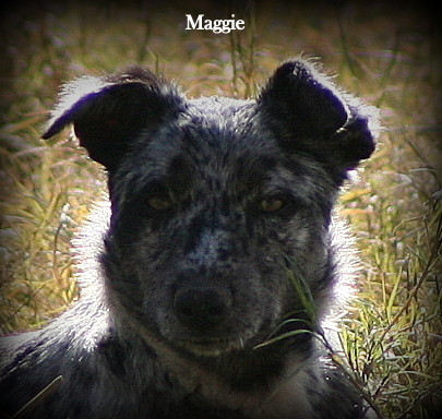 Australian Koolie Rescue Pic 1 - Maggie 3 year old blue Merle female friendly desexed microchipped inoculated Suit active person Sports who works from home or able to take dog to work