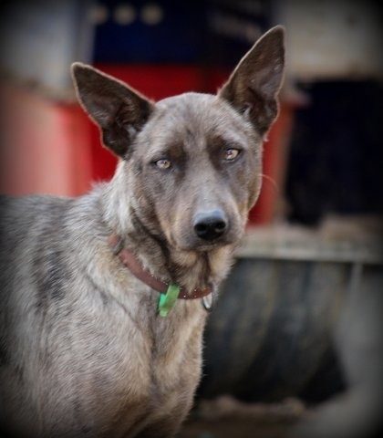 Australian Koolie Rescue Pic 2 - Kronos 2 year old grey male Gentle Desexed microchipped inoculated Suit family with older children couple single who works from home or part time can take to work