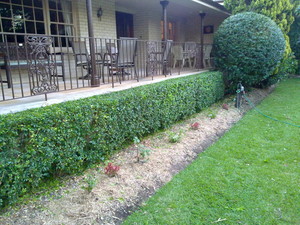 GARDEN NINJAS Pic 2 - HEDGE TRIMMING