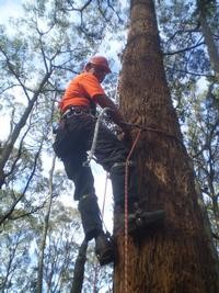 VIP LAWNS GARDENS & TREES Pic 3 - Climbing to prune trees in Toorak