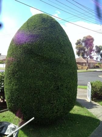 VIP LAWNS GARDENS & TREES Pic 1 - Conifer shaping in Altona North