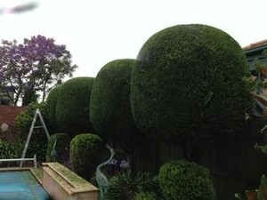 VIP LAWNS GARDENS & TREES Pic 2 - Hedge trimming of conifers in Newport