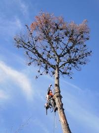 VIP LAWNS GARDENS & TREES Pic 5 - Tree removal in Hawthorn