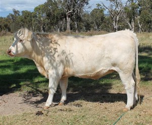 Dream Charolais Pic 2 - Charolais Breeding Female