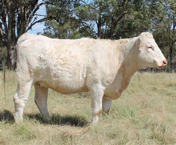 Dream Charolais Pic 1 - Charolais Breeding Female