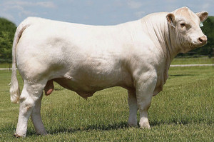 Dream Charolais Pic 3 - Charolais Bull