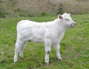 Dream Charolais Pic 4 - Charolais Calf