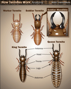 The Pestman Qld Pic 3 - Termite family members