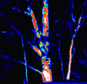 The Pestman Qld Pic 4 - Thermal image of termite infested tree