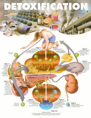 Integrated Healing Pic 3 - i specialise in digestive disorders detoxification and weight loss