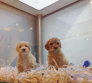 Pets At Chadstone Pic 4