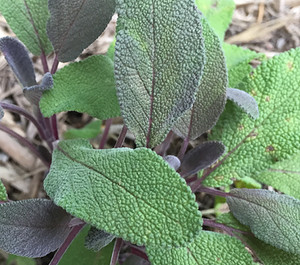 Simone Jeffries Naturopath Pic 3 - Sage is an antimicrobial herb which is also useful to lessen sweating in hot flushes