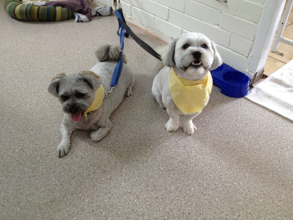 GoMaz Grooming Pic 1 - Two happy boys shadow scoobie