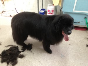 GoMaz Grooming Pic 2 - Cleo a Newfoundland after her De Shed