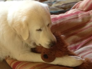 GoMaz Grooming Pic 4 - Kasper a Maremma sucking his teddy