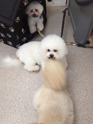 GoMaz Grooming Pic 5 - Ella Bella Bichon x poodles