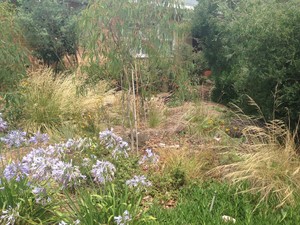 Seasonal Gardening Pic 5 - Native Indigenous Garden Planting Grasses Trees Shrubs