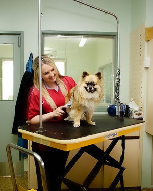 Horsham Veterinary Hospital Pic 4 - Grooming