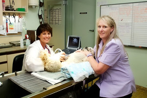 Horsham Veterinary Hospital Pic 5 - Ultrasound