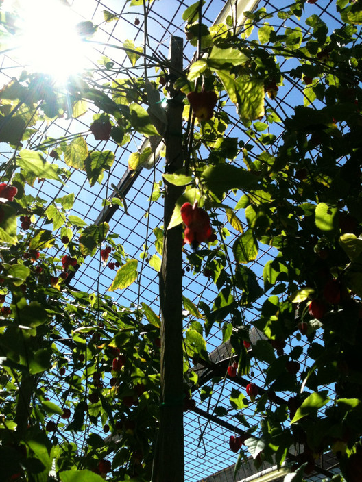 Annandale Garden Centre Pic 1 - Wonderful plants set in the heart of Annandale