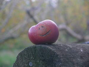 Sherwood Park Orchard - Bakery Cafe Pic 3 - Smiling Apple