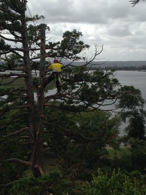 Cutting Edge Tree Management Pic 4