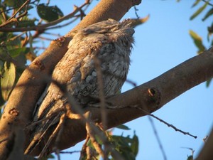 Broome, wa - Official Broome Western Australia Site Pic 5