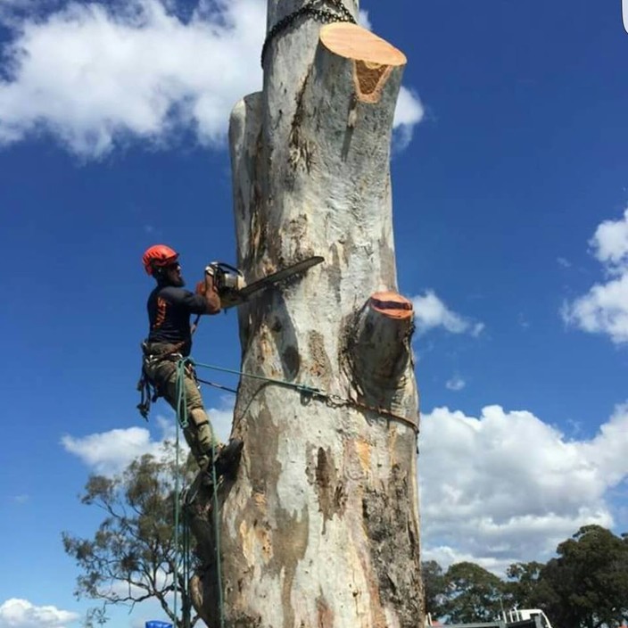 Arbor Tree Solutions Pic 1 - Tree Cutting Service