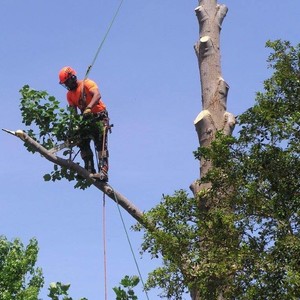 Arbor Tree Solutions Pic 2 - Tree Climbing