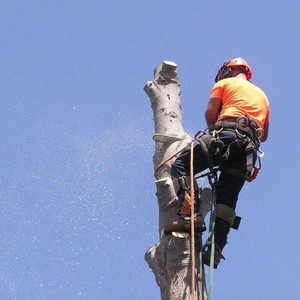 Arbor Tree Solutions Pic 3 - Tree Trimming