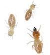 Neverfail Pest & Termite Solutions Pic 4