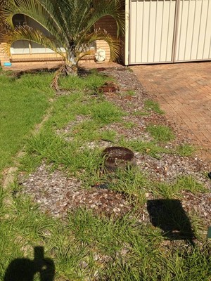 Just Stumps WA Pic 4 - PARMELIA PALM TREE STUMPS BEFORE AND AFTER