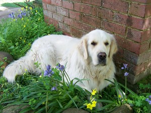 Elm Cottage Tumut Pic 2 - dog friendly