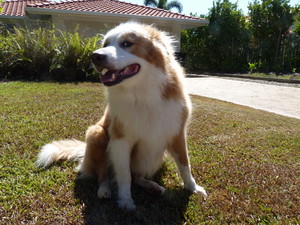 Cairns Affordable Dog Wash Pic 2 - Yogi all nice and fresh after his wash