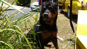 Cairns Affordable Dog Wash Pic 5 - Max drying off after his wash