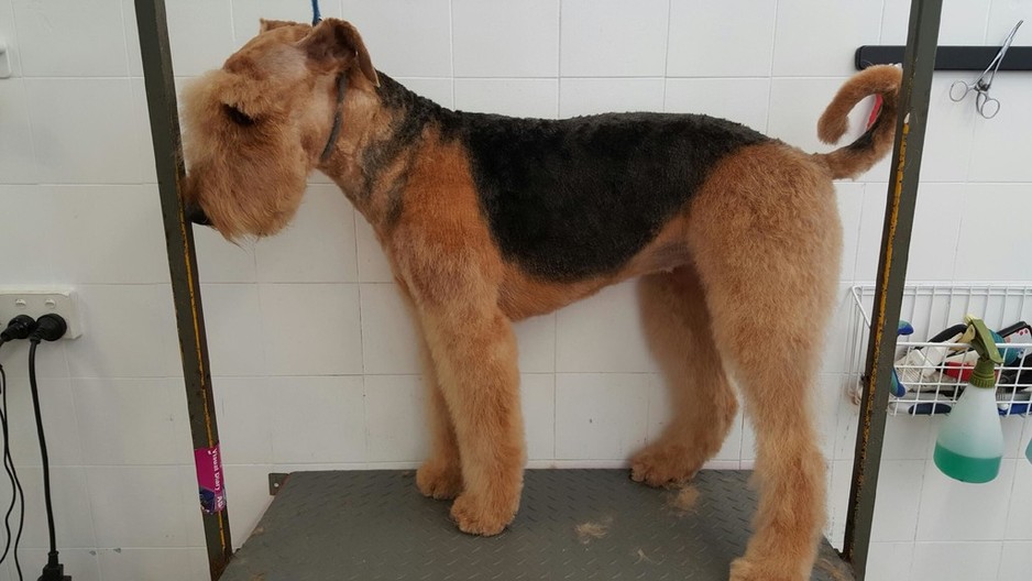 City Slickers Dog Grooming Pic 1 - Airedale traditional trim