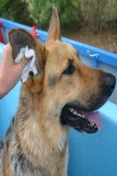 Aussie Pooch Mobile Dog Wash Brighton Pic 1