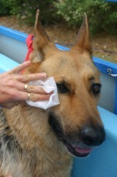 Aussie Pooch Mobile Dog Wash Brighton Pic 2