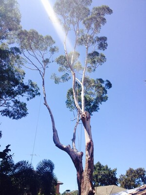 Tip Top Tree Services Pic 5